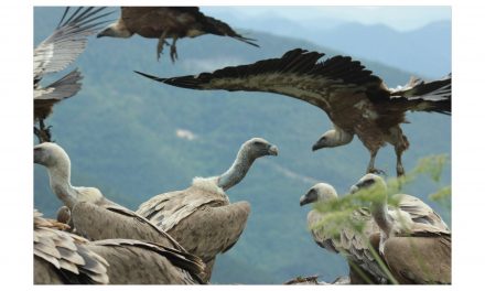 Au Rythme du Parc : Les opérations de valorisation des vautours