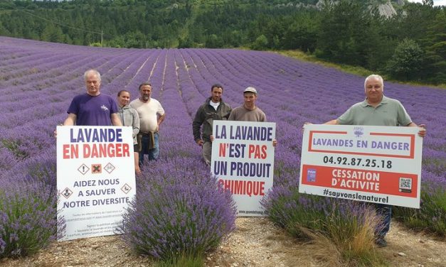 Alain Aubanel et la Distillerie des 4 Vallées, “La Lavande n’est pas un Produit Toxique !”